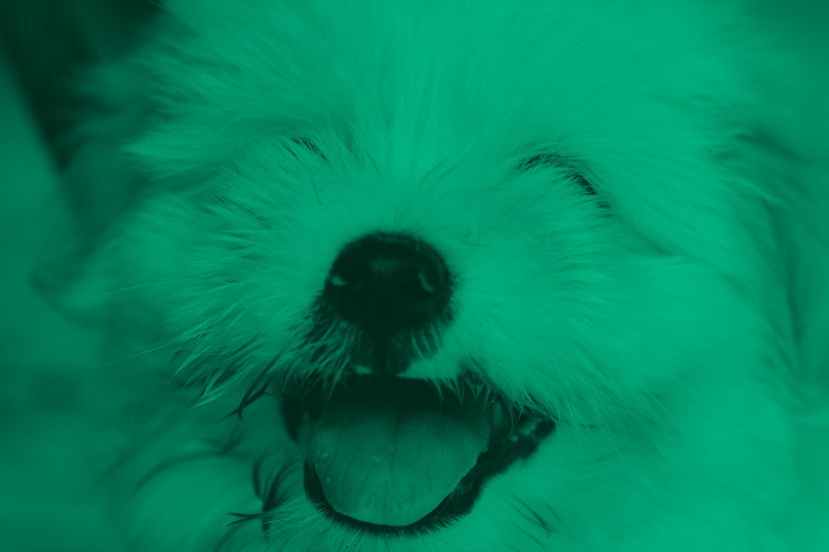 Cuán importante es la experiencia del usuario en tu sitio web