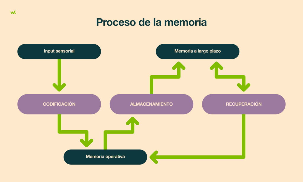 El proceso de la memoria.