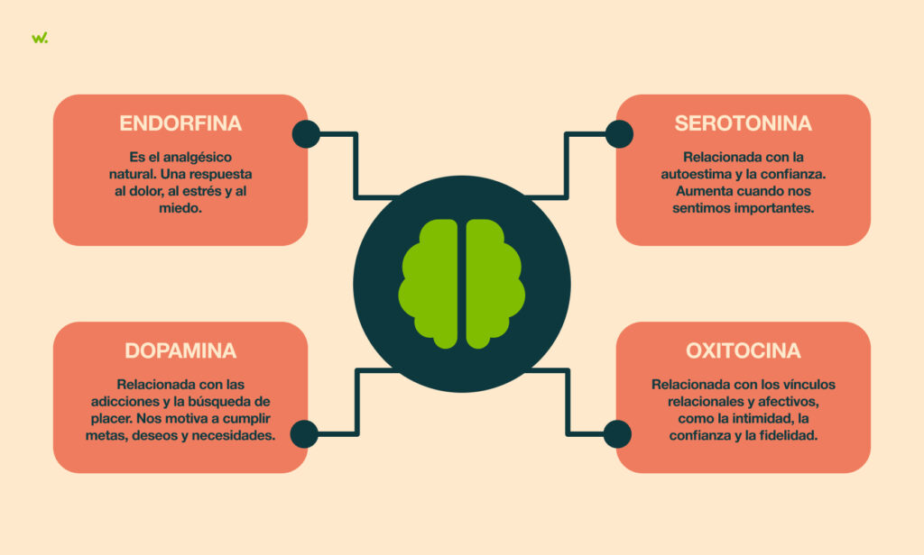 Algunas de las hormonas más importantes son la dopamina, la serotonina, la oxitocina y la endorfina.
