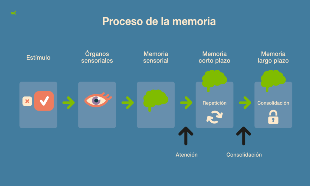 Comprender la distinción entre la memoria a corto plazo y la memoria a largo plazo es clave para optimizar un sitio web y mejorar las tasas de conversión.