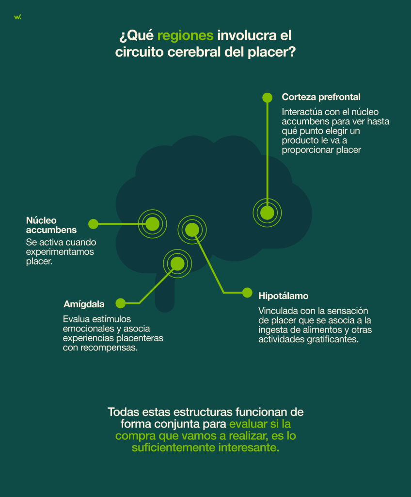 Regiones involucradas en el circuito cerebral del placer.